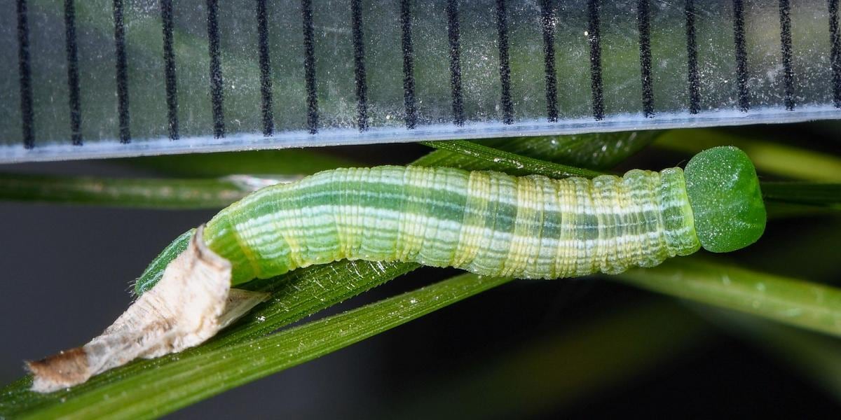 Caterpillar macro photo